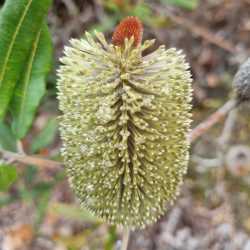 oblongifolia